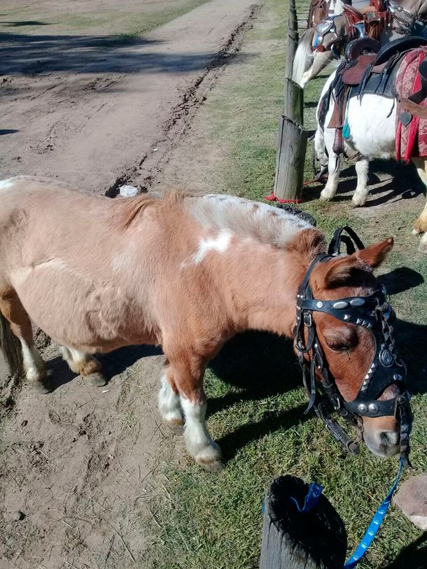 Los animales fueron trasladados a una ONG