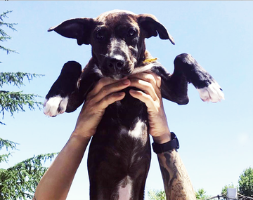 Fuerte rechazo a la polémica hipótesis de que los perros callejeros son el origen del coronavirus