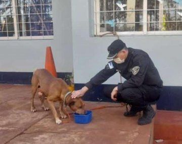 Aberrante maltrato animal: arrastró varios kilómetros a un perro