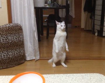 Extraña reacción de un gato ante una ensalada