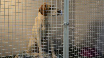 se recupera el perro heroe se recupera el perro heroe