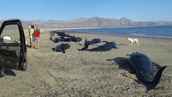 murieron 24 ballenas que quedaron varadas en una playa de mexico murieron 24 ballenas que quedaron varadas en una playa de mexico