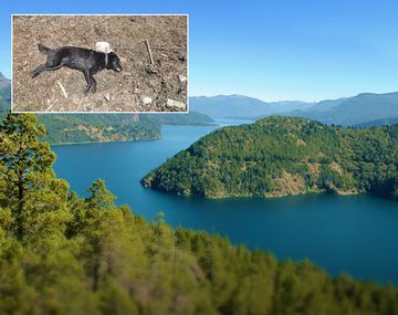 Alerta en San Martín de los Andes por la aparición de perros muertos