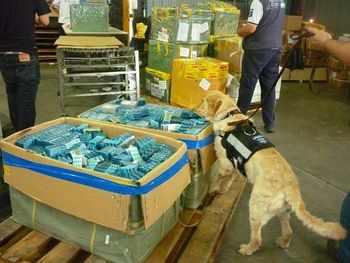 La AFIP incautó veinte mil medicamentos para adelgazar truchos