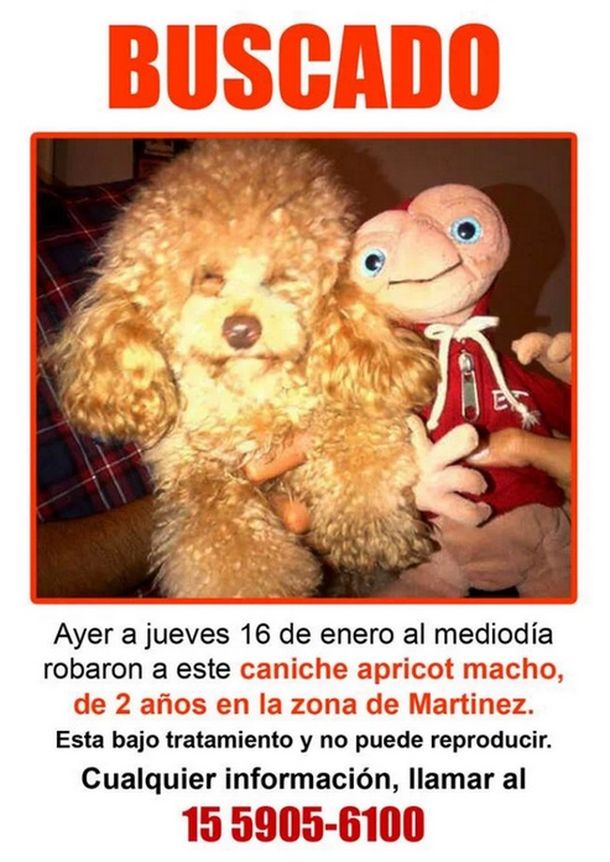 La desesperación de Cinthia Fernández: Porfa mi amor volvé