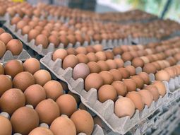 Truco casero: cómo hacer para pelar la cáscara de los huevos duros Truco casero: cómo hacer para pelar la cáscara de los huevos duros
