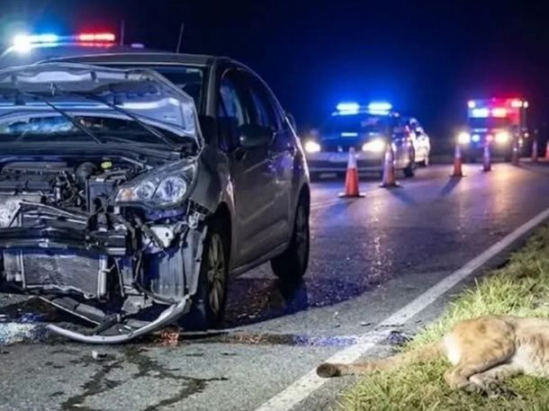 El choque contra el puma se registró a la altura del kilómetro 376 de la Ruta 11