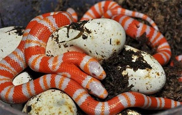 serpiente dos cabezas