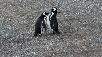 alarma en chubut y santa cruz por la aparicion de pingüinos muertos en las playas alarma en chubut y santa cruz por la aparicion de pingüinos muertos en las playas