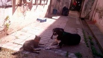 en pleno partido, arrojan a una perra desde una tribuna en punta alta en pleno partido, arrojan a una perra desde una tribuna en punta alta