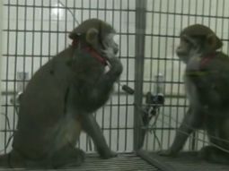 asi reacciona un mono al verse en un espejo asi reacciona un mono al verse en un espejo