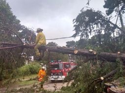 Cayeron cientos de árboles por el temporal Cayeron cientos de árboles por el temporal