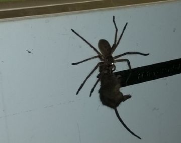 La araña cazó a una rata más grande que ella