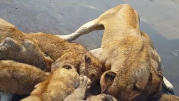 Todos contra uno Todos contra uno