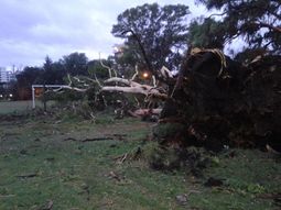 Un vigilante murió aplastado por un árbol - Imagen ilustrativa - Crédito: @Pepo_Rodriguez Un vigilante murió aplastado por un árbol - Imagen ilustrativa - Crédito: @Pepo_Rodriguez