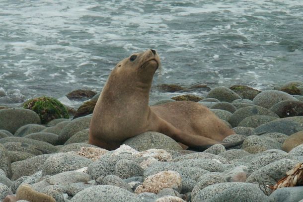 La gripe aviar en lobos marinos enciende las alarmas del sector turístico uruguayo.