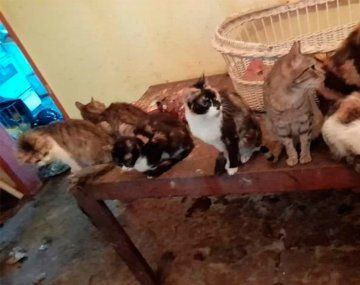 Murió una mujer que vivía con 50 gatos: les buscan un hogar