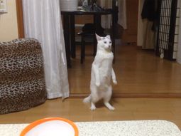 Extraña reacción de un gato ante una ensalada