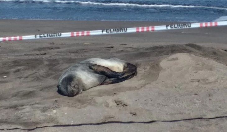 Puerto de Mar del Plata: jaurías matan a lobos marinos