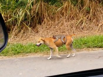 Pura ternura: una perra adoptó a un monito huérfano y se hizo viral