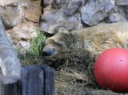 mendoza: murio el oso polar arturo mendoza: murio el oso polar arturo