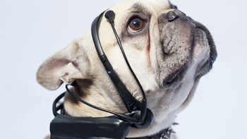 No more woof promete traducir los pensamientos de los perros No more woof promete traducir los pensamientos de los perros