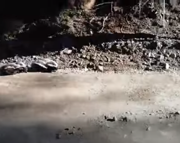 Intentan fotografiar a zorrinos y terminan corriendo para que no los atacaran