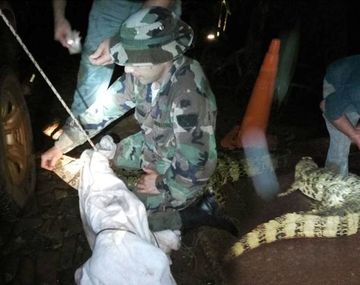 Un yacaré apareció en el hall de un hotel en Puerto Iguazú.