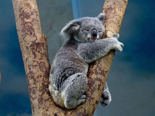 Australia autorizó una matanza humanitaria de koalas afectados por un incendio