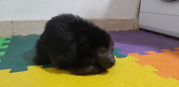 El mono Coco fue liberado y será trasladado a un centro especializado