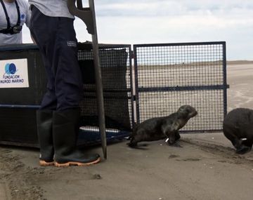 ¡Un alegrón! Regresaron a sus hogares tres lobos marinos