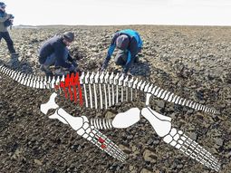 El esqueleto del animal habría medido unos seis metros de largo