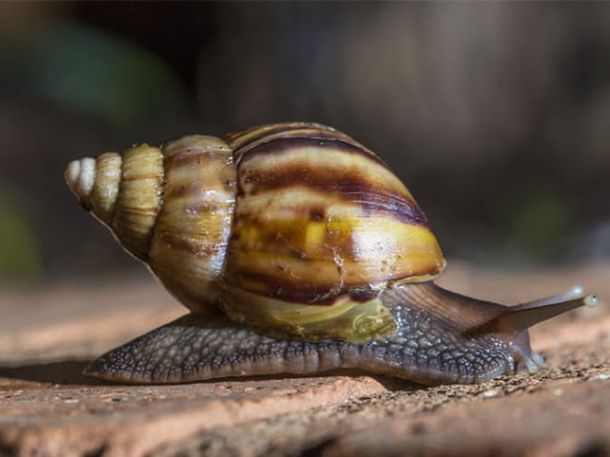 Alerta por una posible plaga del caracol gigante