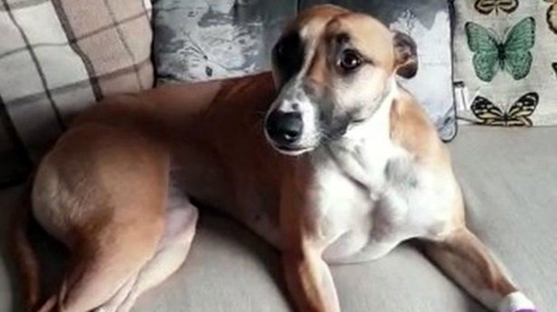 Una perra se escapó de su casa por miedo a los fuegos artificiales y se