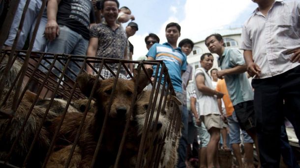 China celebra el festival de carne de perro en plena pandemia