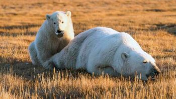 El cachorro estuvo dos semanas sin comer El cachorro estuvo dos semanas sin comer