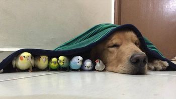 el perro mas tierno del mundo el perro mas tierno del mundo