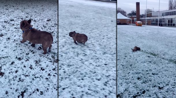 VIDEO: Mirá la tierna reacción de este bulldog francés al conocer la nieve