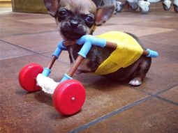 Un chihuahua de dos patas emociona en la web con su lucha por caminar