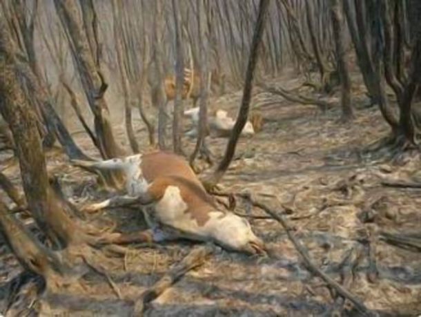 Gentileza Cholila Online.