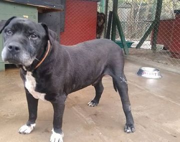Construirán viviendas donde hay un refugio de perros y los voluntarios se niegan a abandonarlo