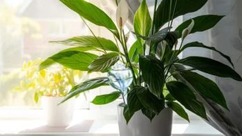 Las plantas recomendadas por la NASA para purificar el aire de la casa. Las plantas recomendadas por la NASA para purificar el aire de la casa.