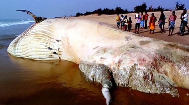 Encuentran al cadáver del pez más grande del mundo en una playa de India