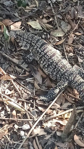 Susto: familia de Temperley se encontró con un lagarto overo en el patio de su casa