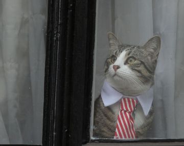 El gato de Julian Assange se fue de la Embajada de Ecuador antes de su arresto