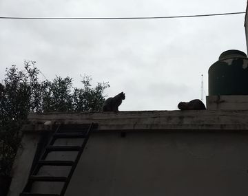 Luchito junto a los gatos de la familia de Eduardo en los techos de su casa en La Boca