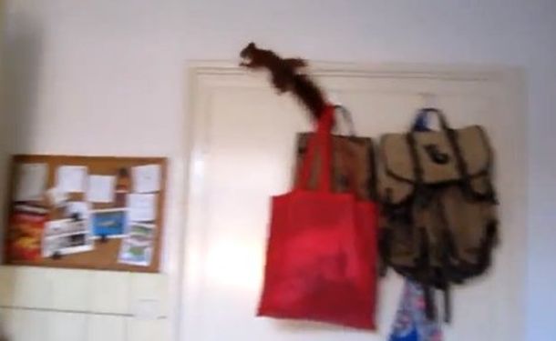 El espectacular escape de una ardilla encerrada en una cocina