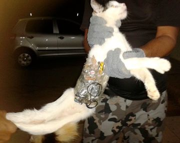 El gato estaba armado hasta los bigotes