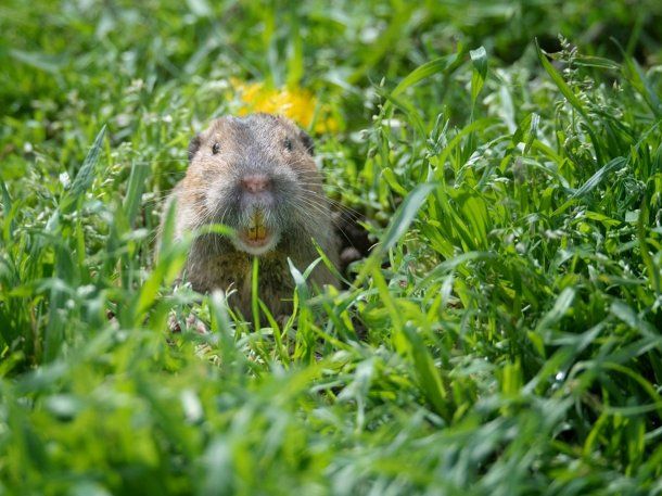 Descubren que una especie de roedor que cultiva sus propios alimentos