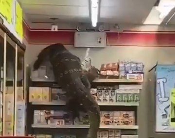 VIDEO: Un enorme lagarto aterrorizó a los clientes de un supermercado